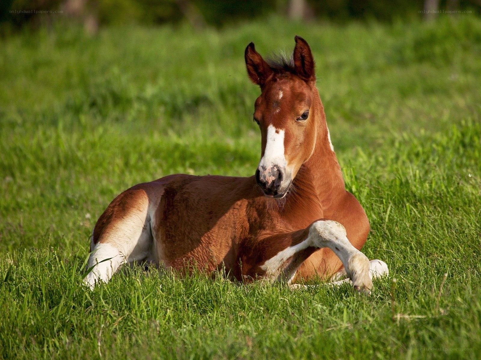 Foal resting in a field