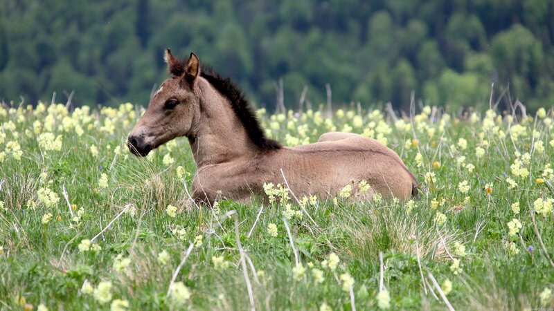 foal resting in a meadow