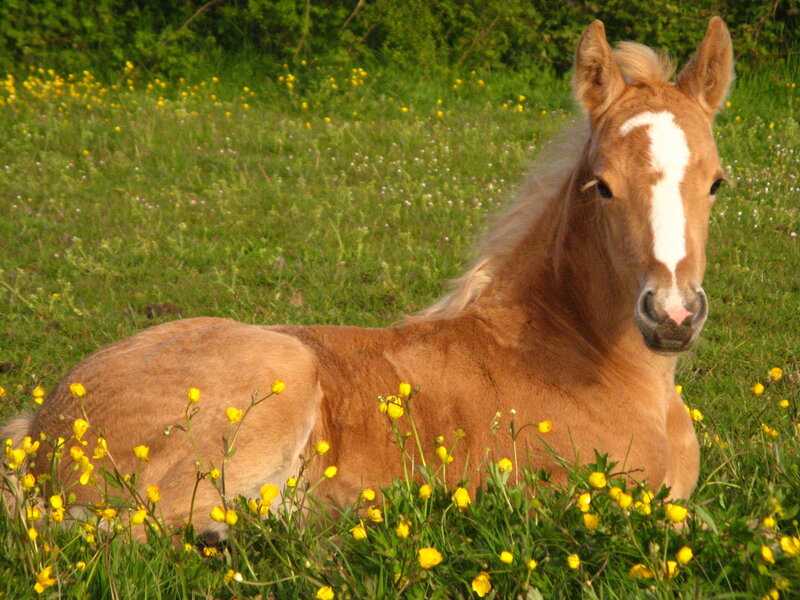 foal resting in a meadow