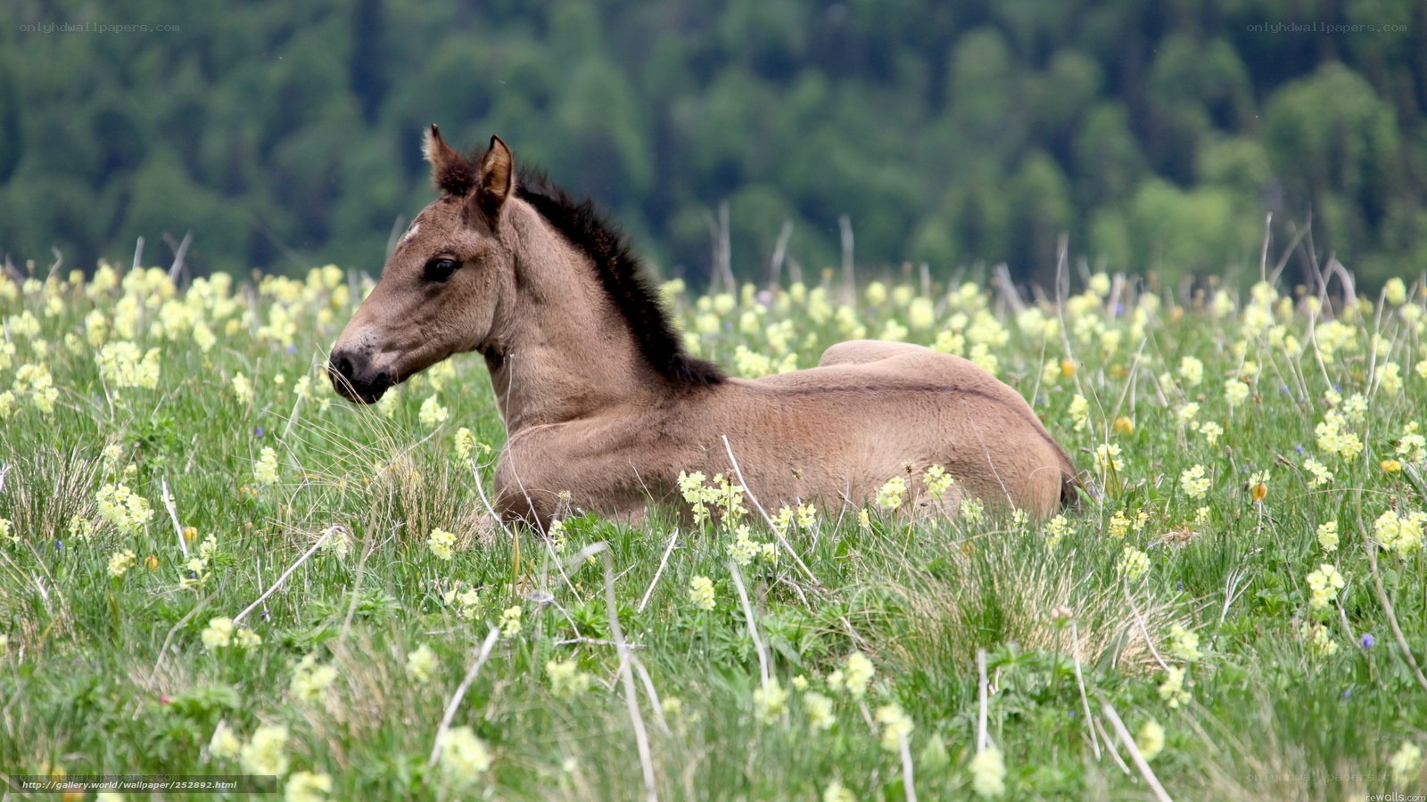 Foal resting in a meadow