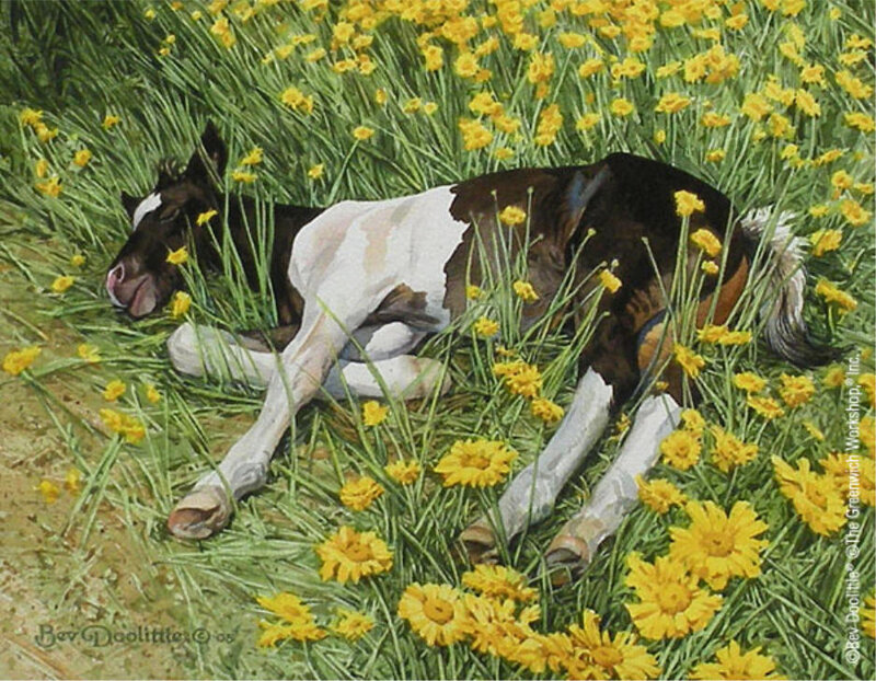 Foal resting in daisies