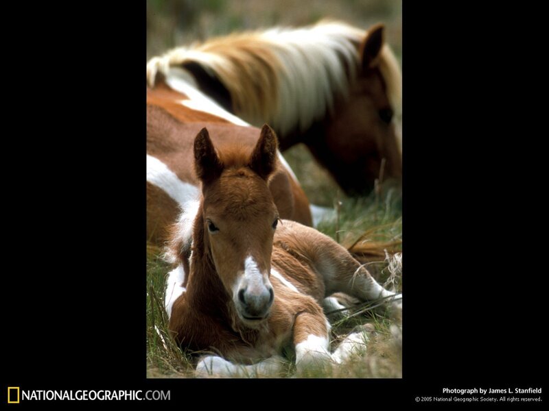 Foal resting in grass