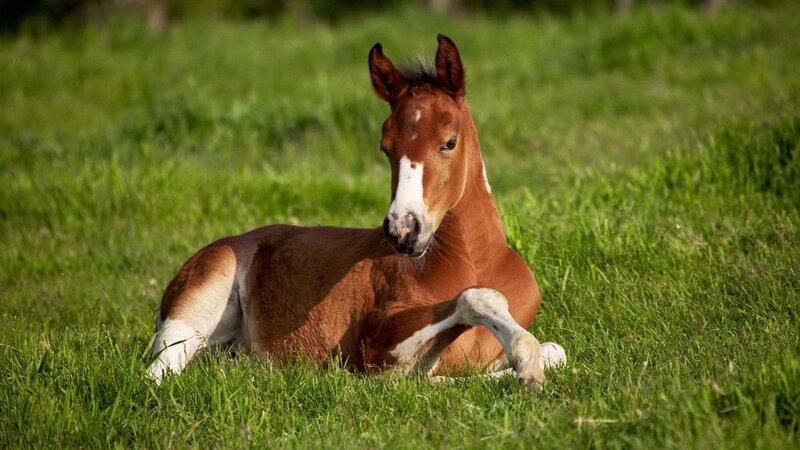 foal resting in grass