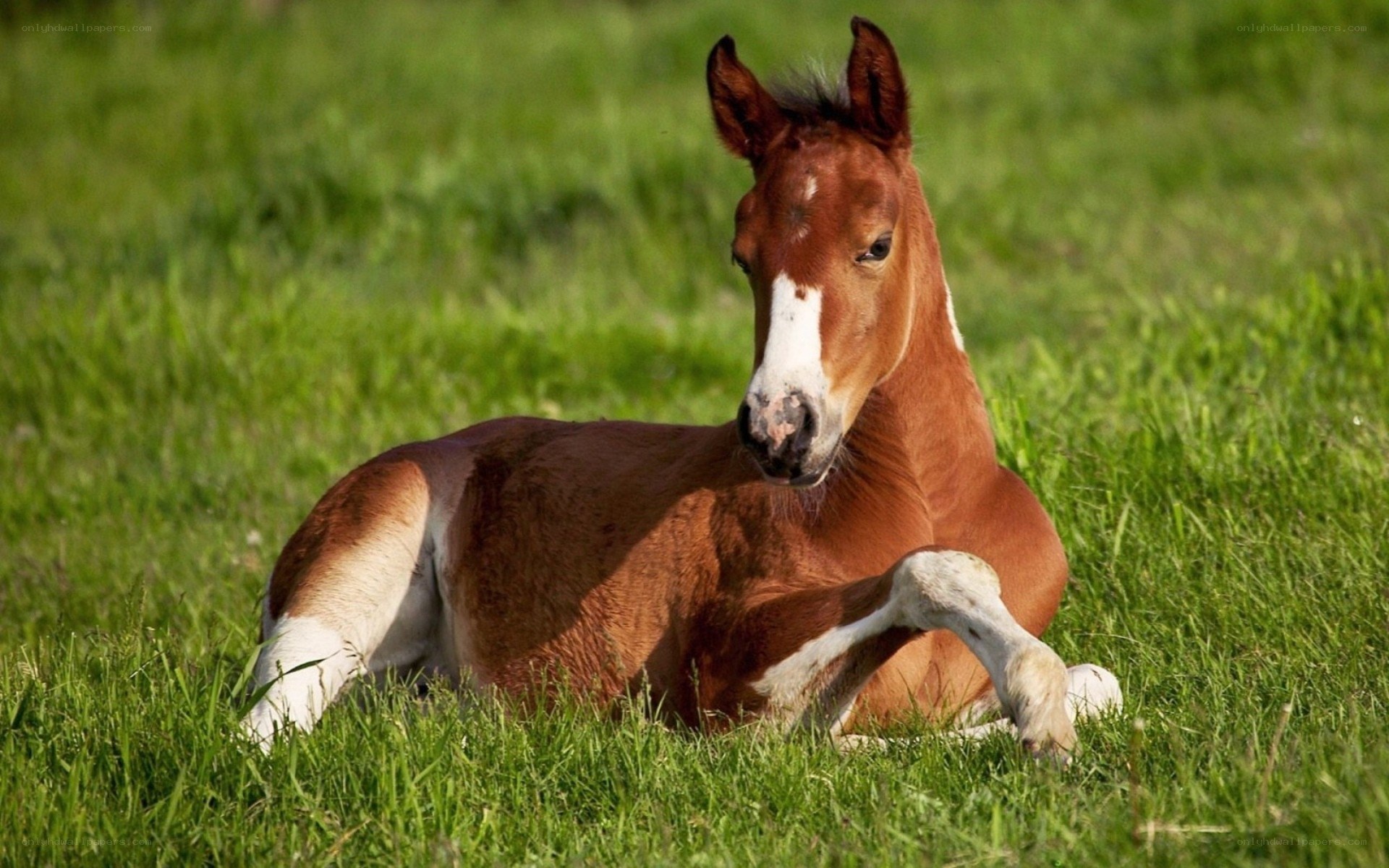 foal resting in grass