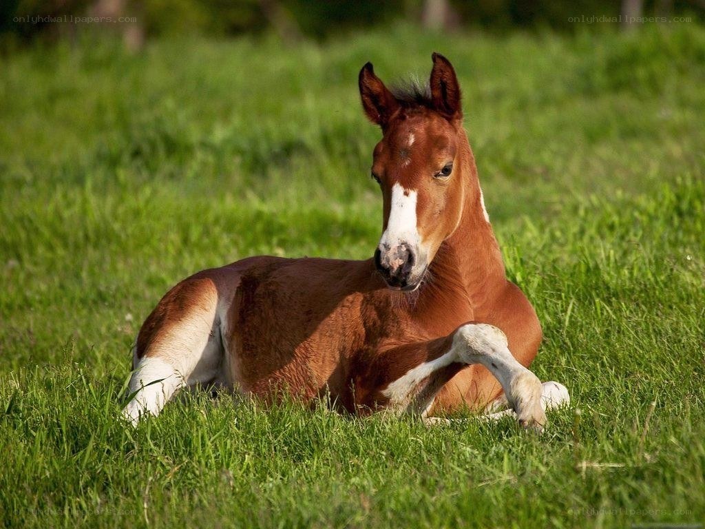 foal resting in grass