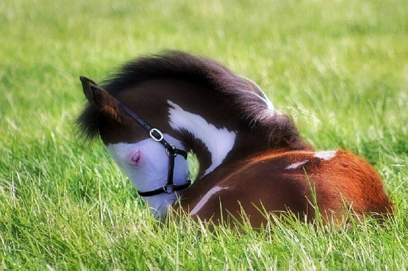 foal resting in grass
