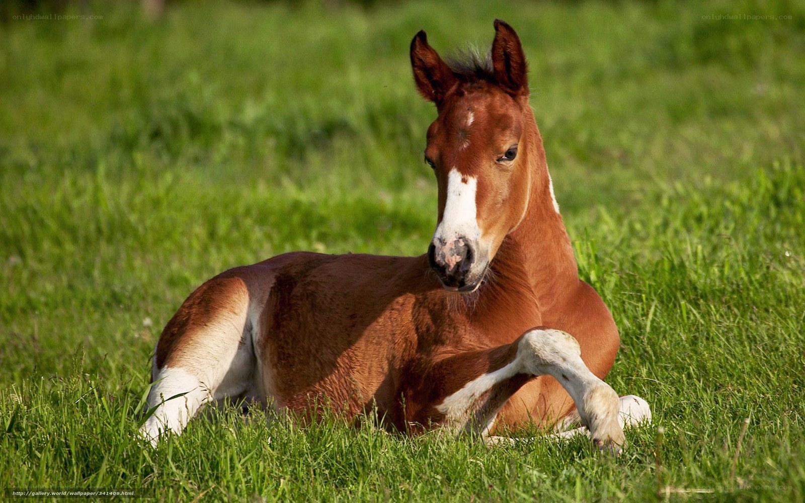 foal resting in grass