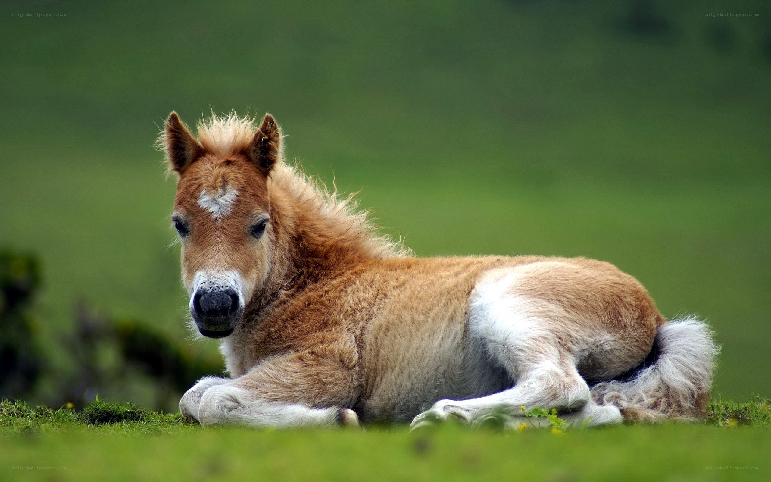 foal resting in green field