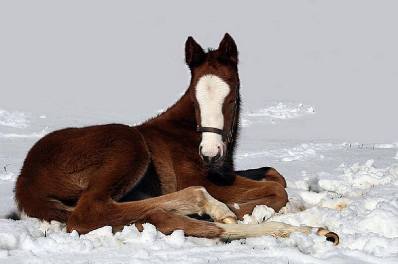 foal resting in snow