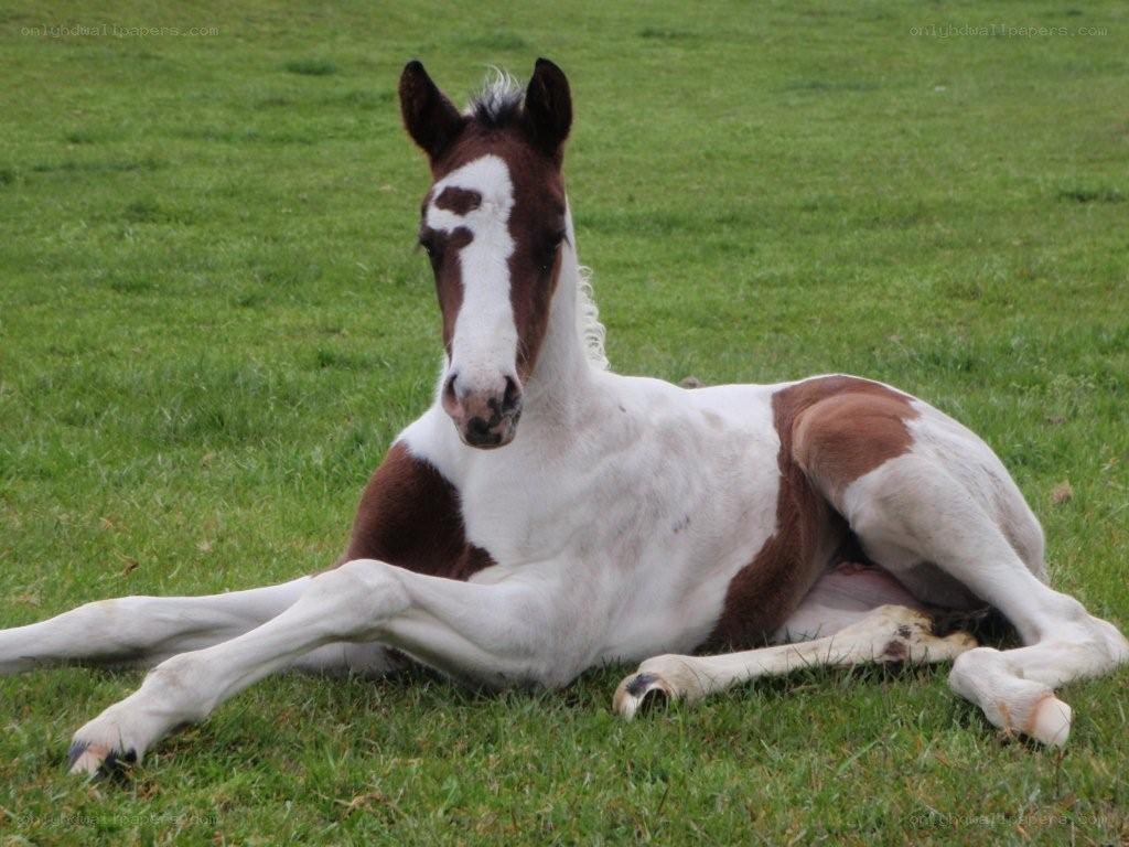foal resting on grass