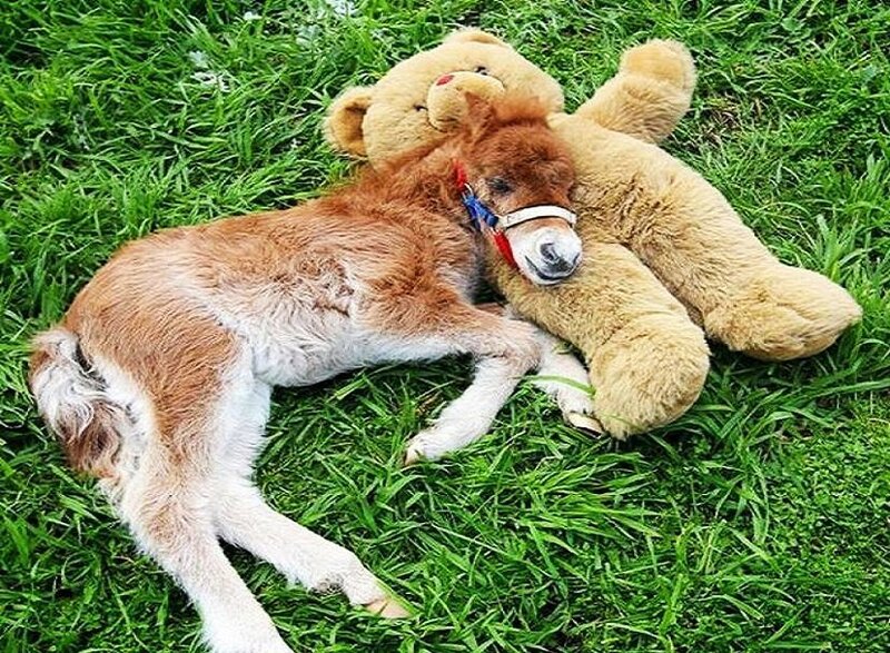 foal resting with teddy bear