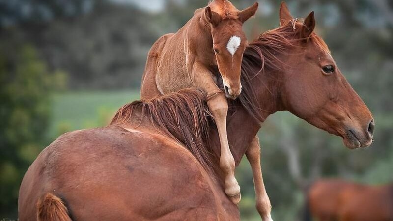 Foal Riding on Mare — Brown
