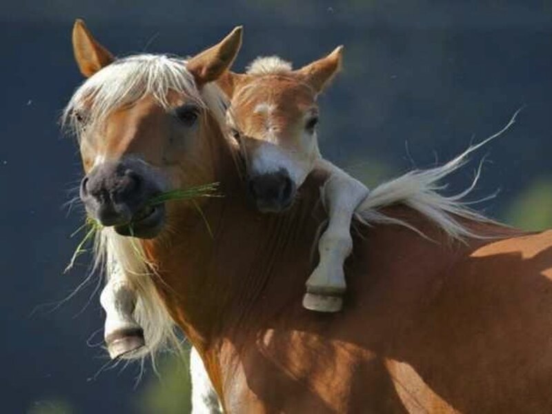 Foal Riding on Mare