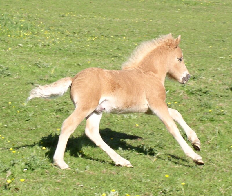 foal running in a field