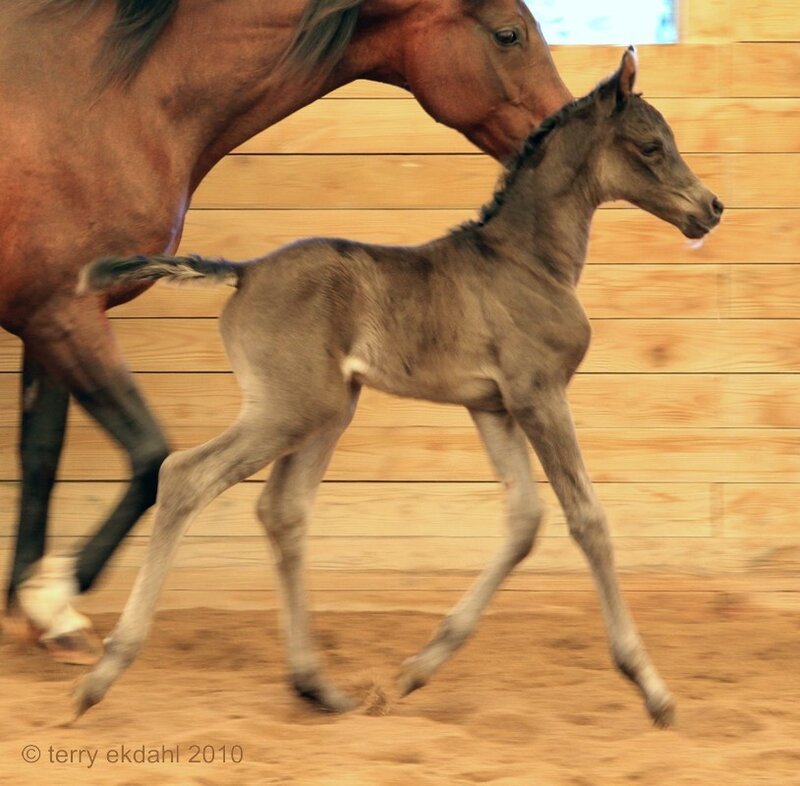 Foal Running with Mare