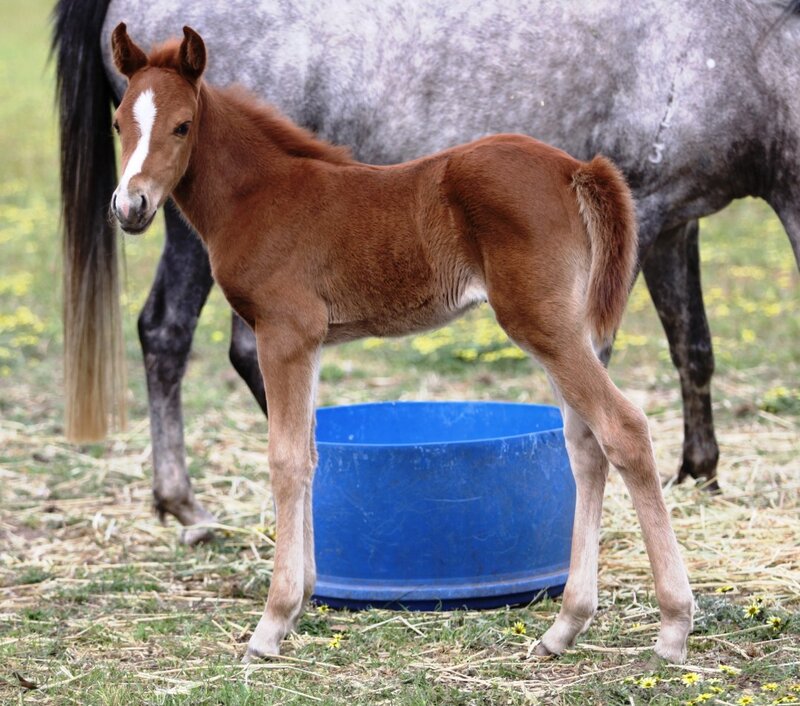 Foal standing in a field
