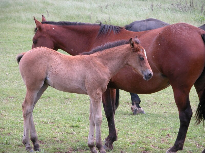 Foal standing with mare