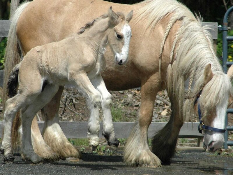 Foal with Adult Horse — Tan