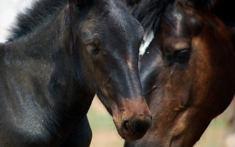 Foal with adult horse