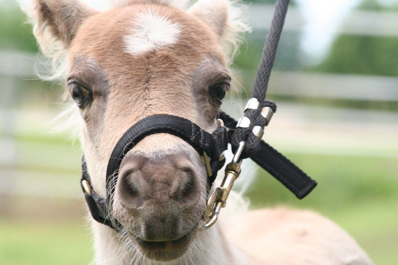Foal with Halter