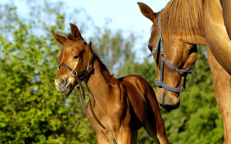 foal with mother horse