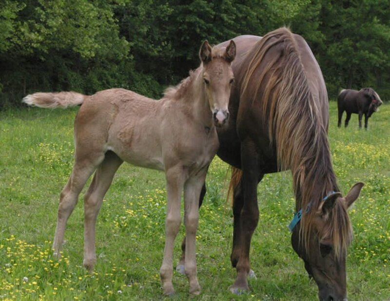Foal with Mother Horse — Green