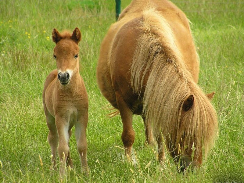 Foal with mother in a field