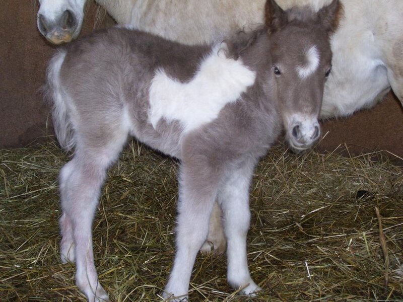 foal with white markings