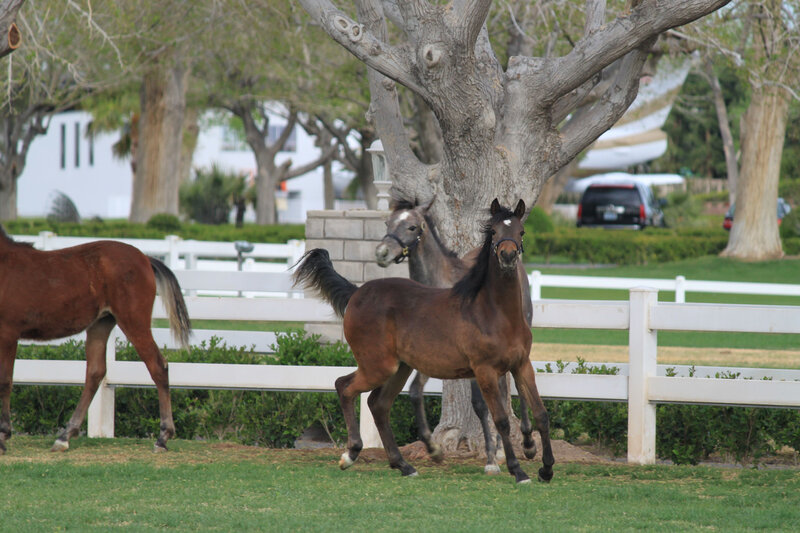 Foals Running in Field