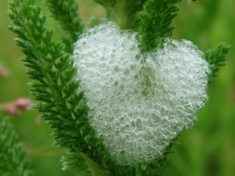 foamy plant growth