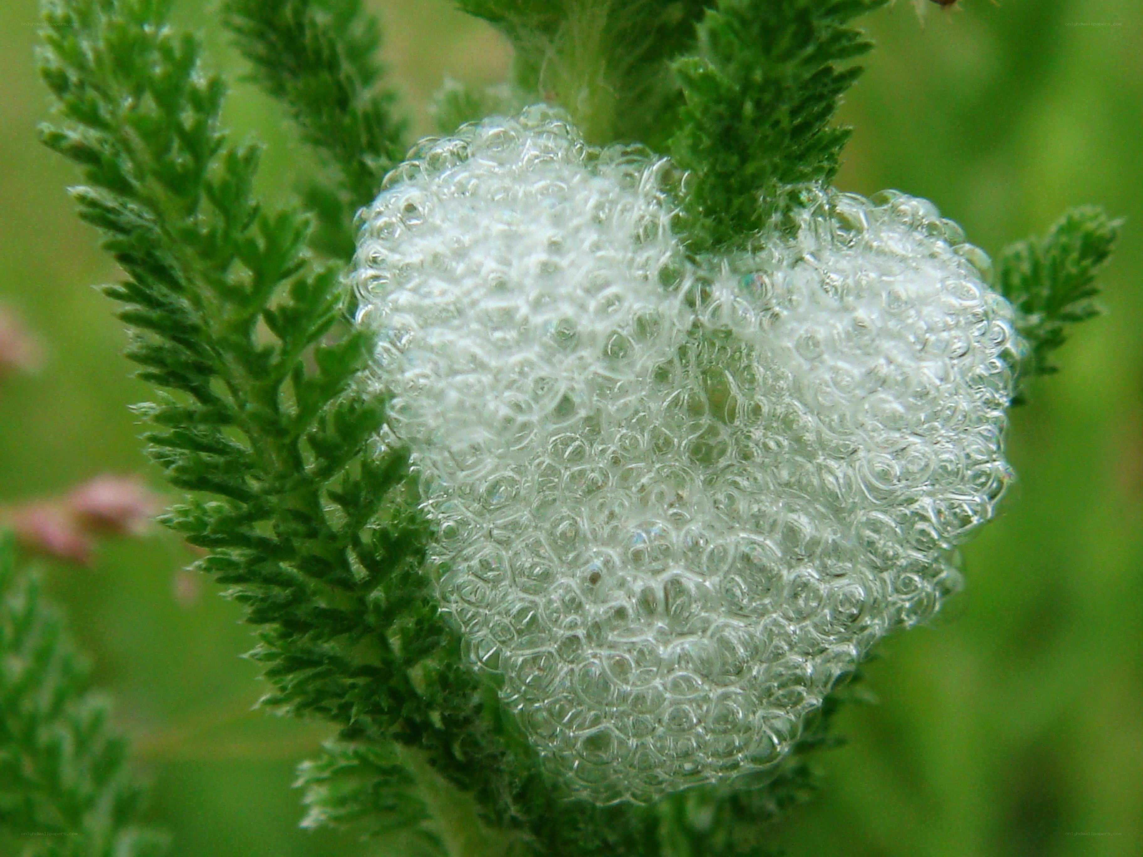foamy plant growth