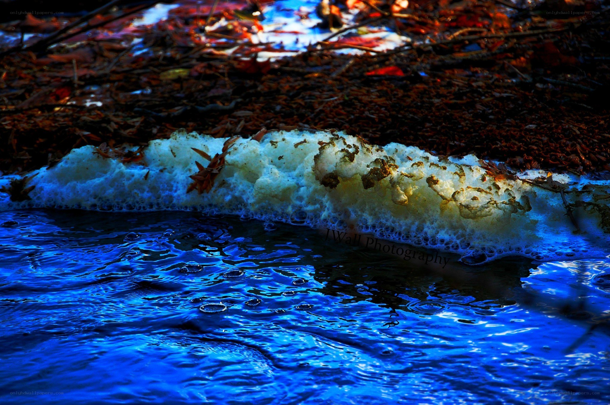 foamy water at the forest edge