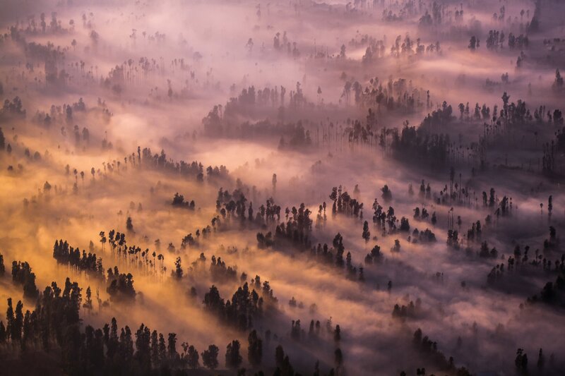 Fog-covered Forest Hills — Purple