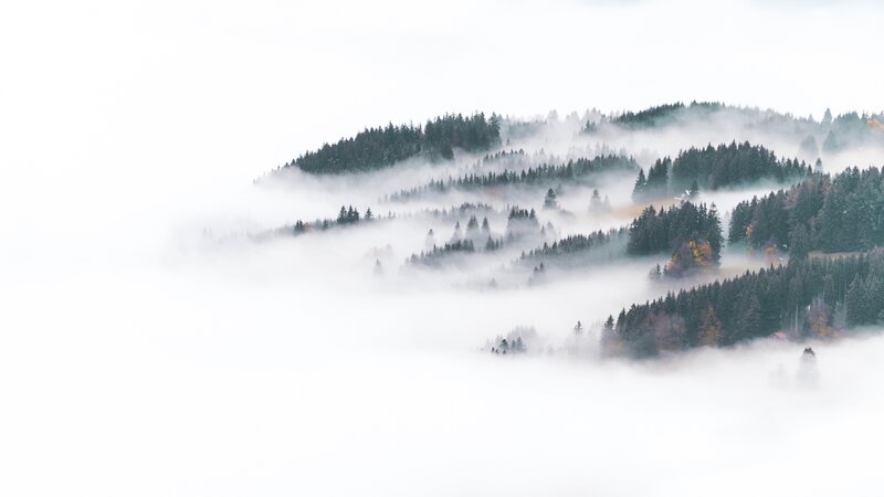 Fog-covered Forest Hills — White