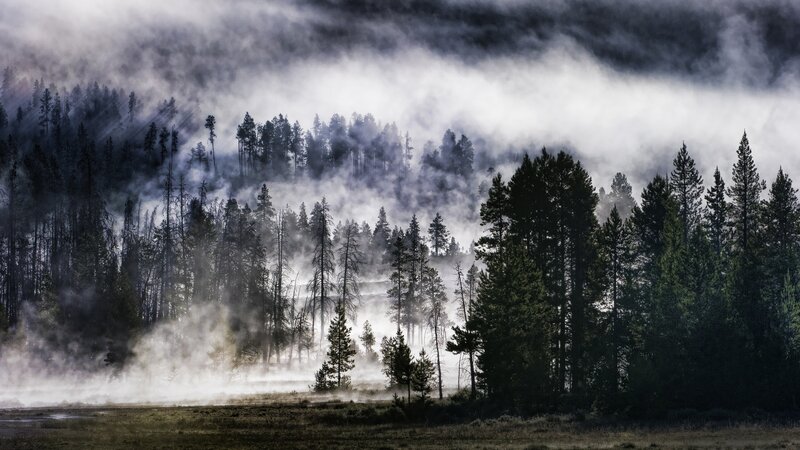 Fog over Forest