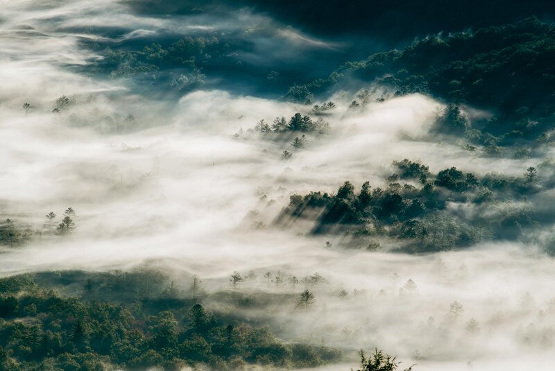 Fog over Forested Hills — Green