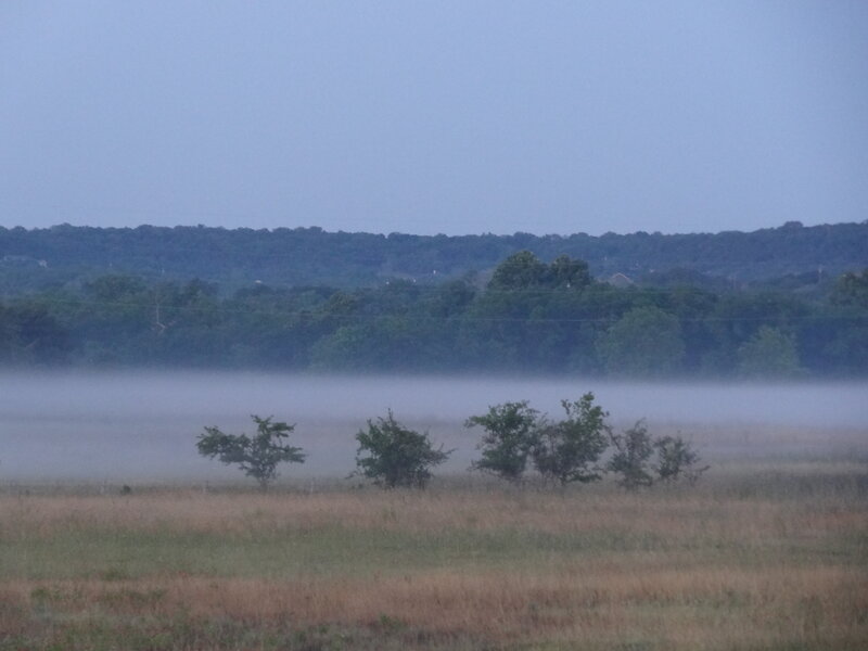 Fog over Grassy Field
