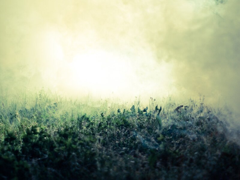 fog over green grass