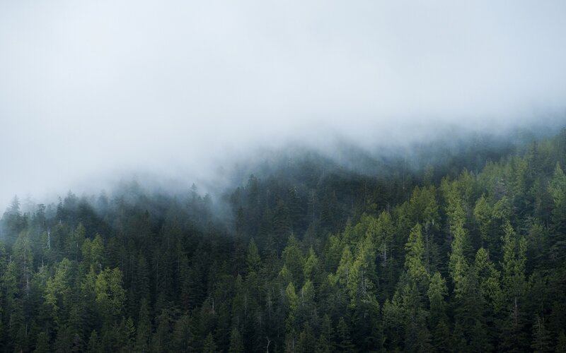 Fog over Pine Forest — Green, Misty