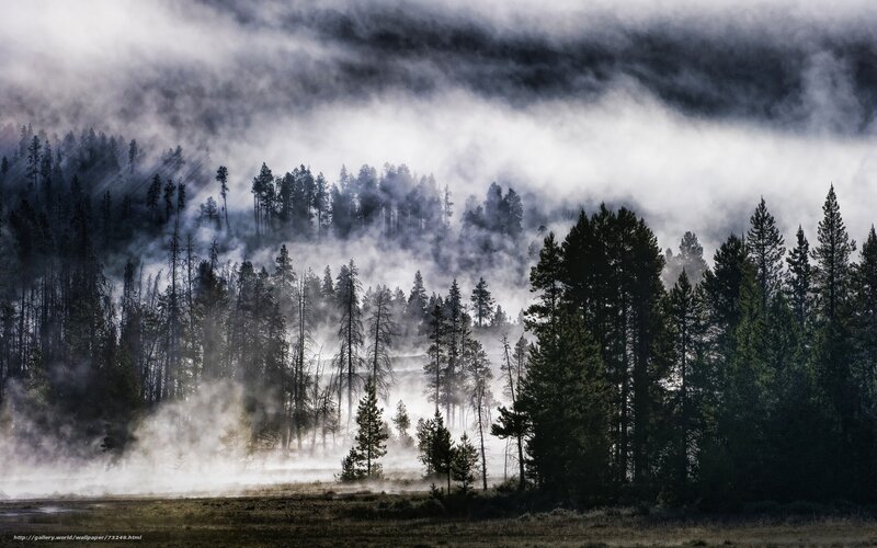 Fog over Pine Forest