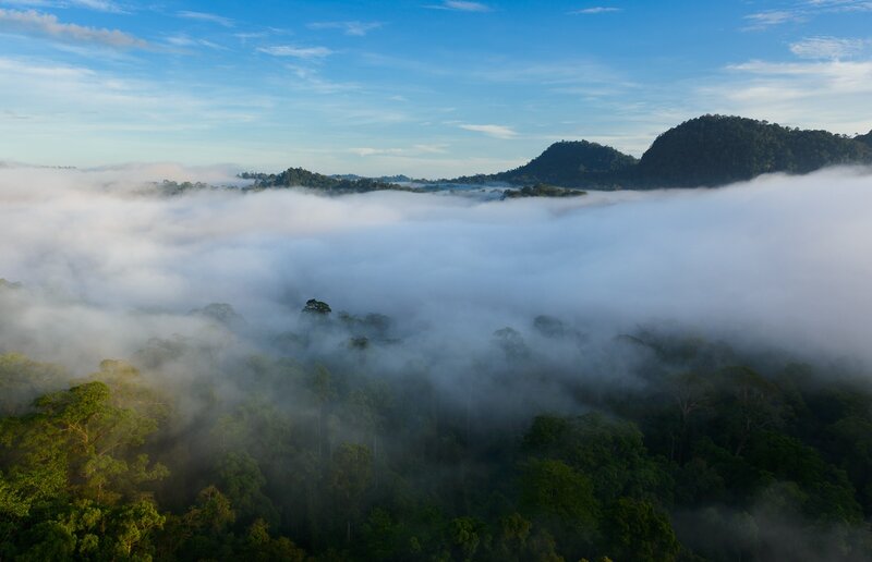 Fog over tropical forest