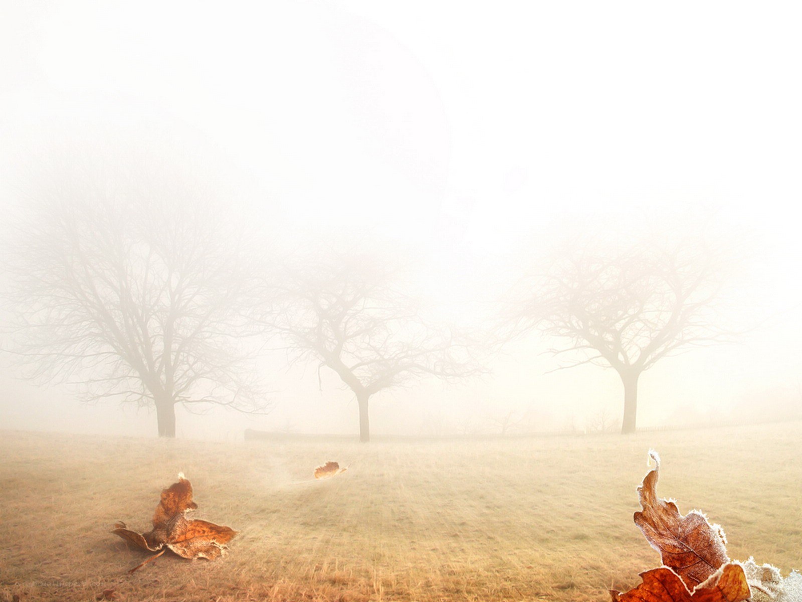 Foggy autumn field with leaves