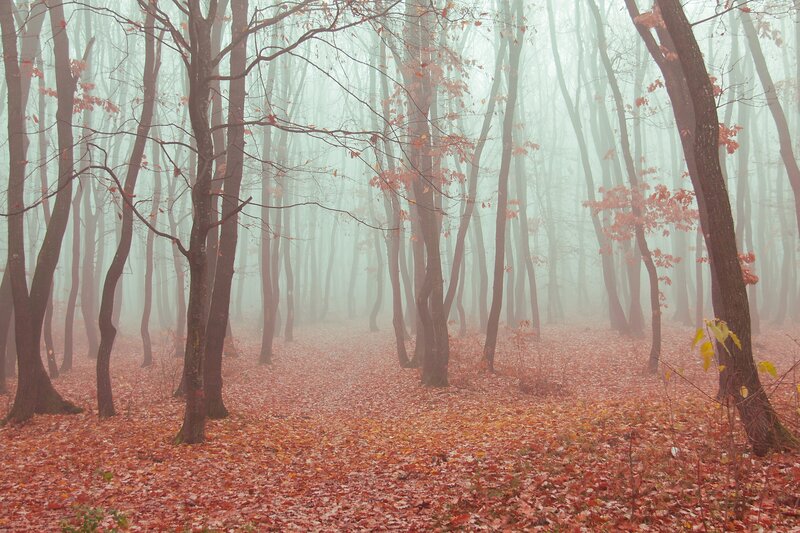 Foggy autumn forest