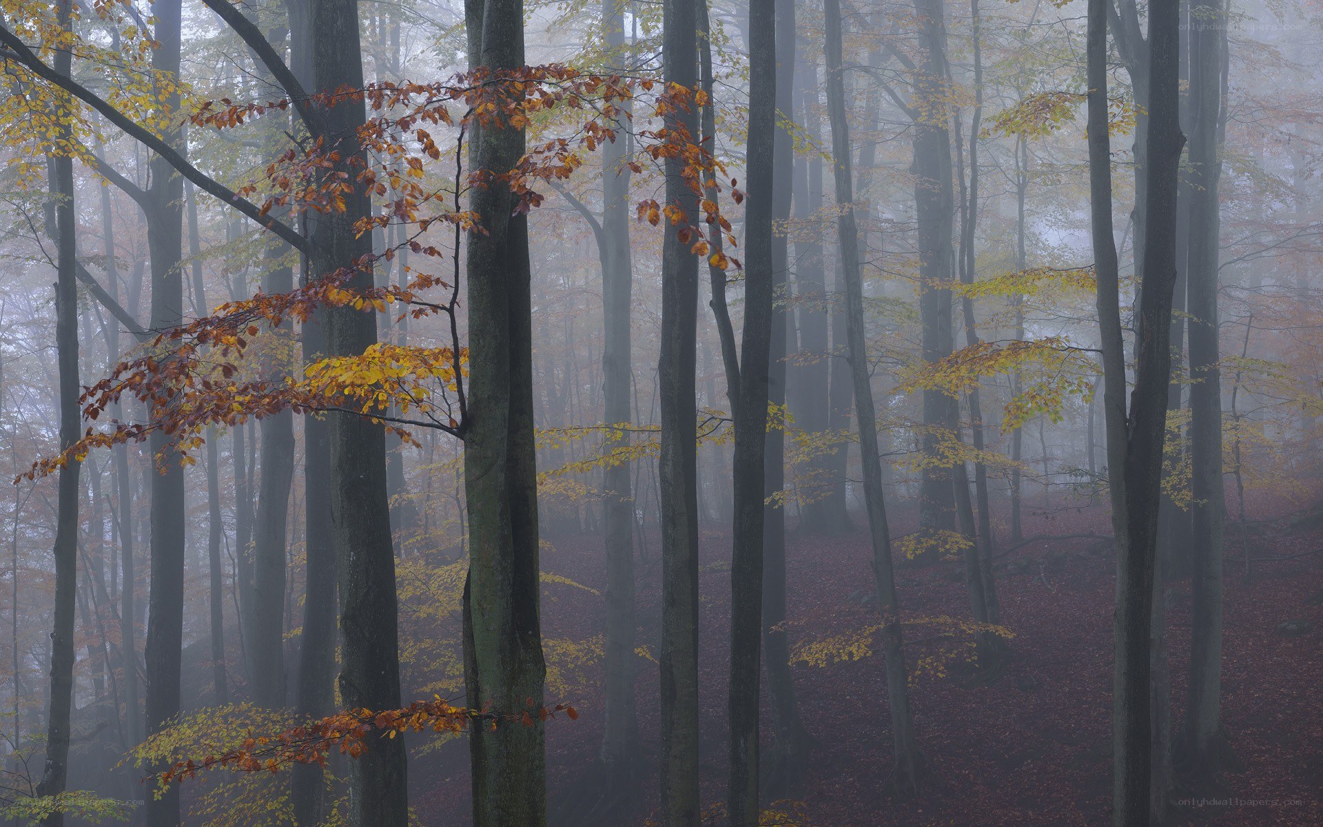 Foggy autumn forest