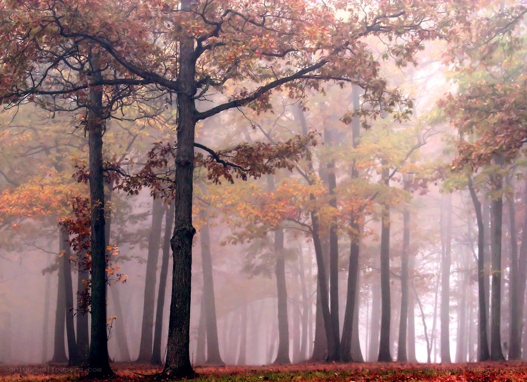 Foggy autumn forest