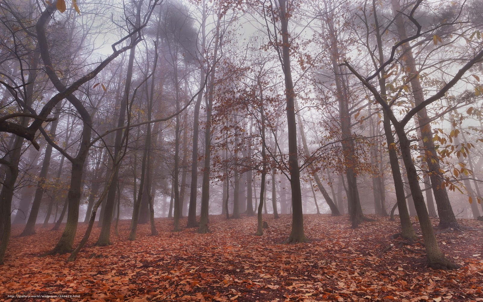 Foggy autumn forest