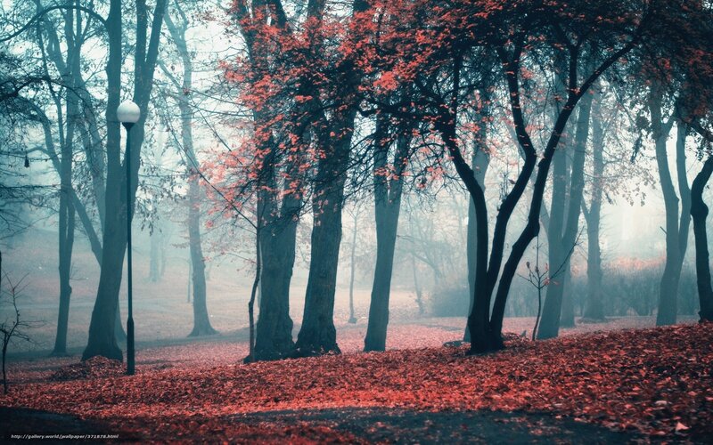 Foggy autumn forest