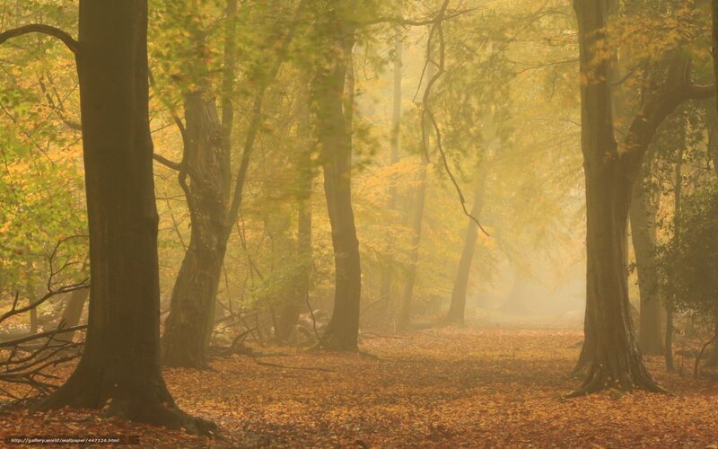 Foggy autumn forest