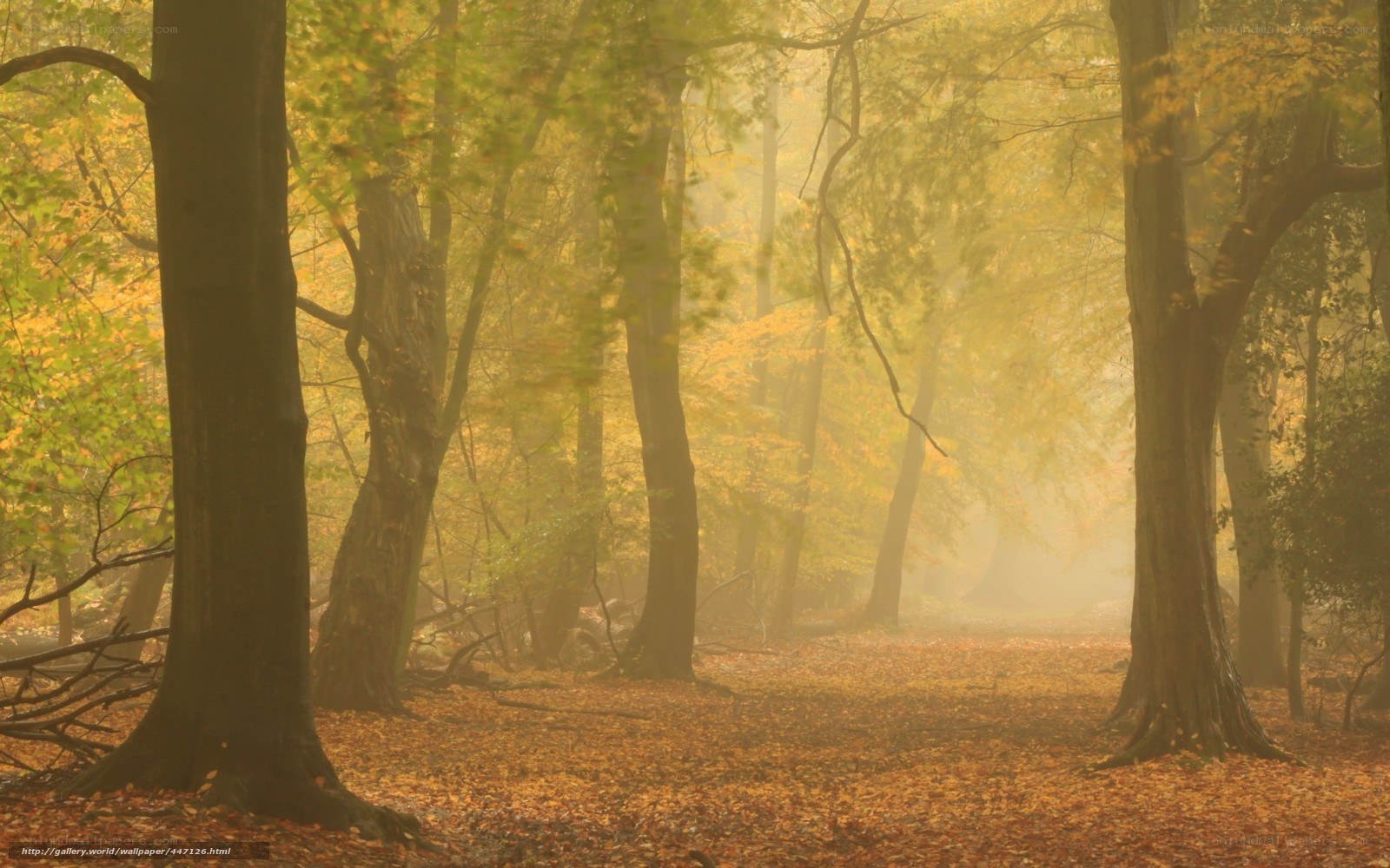 Foggy autumn forest