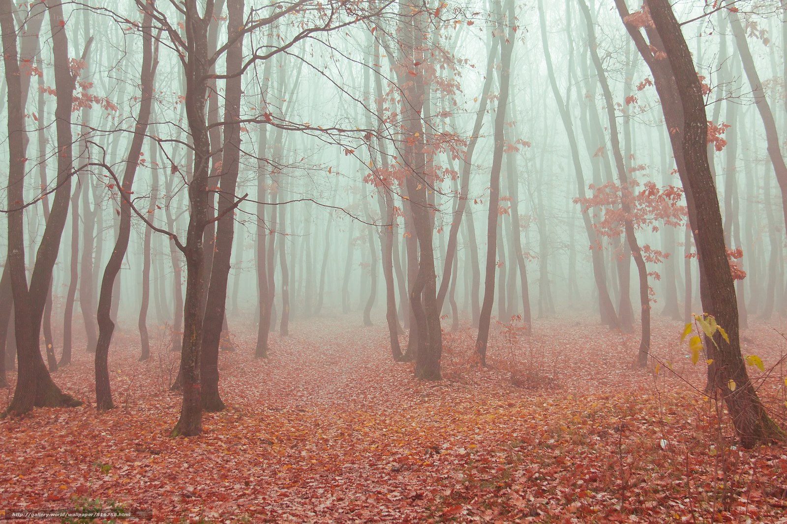 Foggy autumn forest
